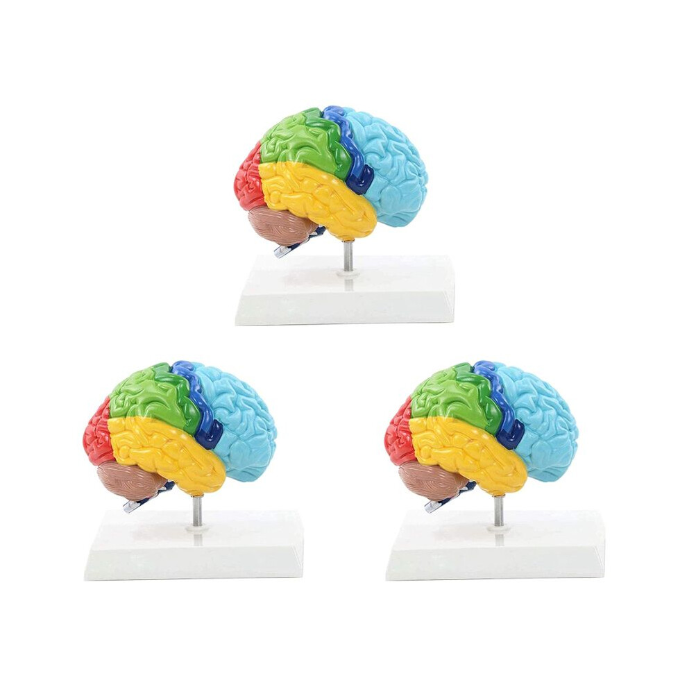 3X Right Hemisphere Of Brain Human Body Model Education Brain Model 1:1 For Student Teaching Study Assembling Model 6032856610564