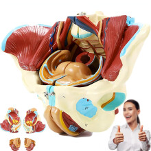 Life Size Female Pelvic Anatomy Model with 4 Removable Parts for Teaching and Medical Study