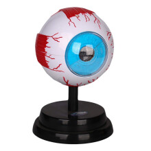 Anatomical Eye Model with Detachable Parts, LifeSize Human Eyeball Anatomy for Medical Study