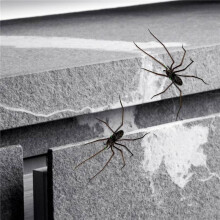 2X Spider Fridge Magnet, Realistic Spider Magnets, Cute Spiders Design Decorations for Refrigerator, Garage Door, A