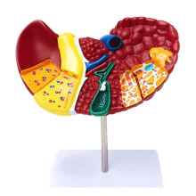 Liver Anatomy Model with ColorCoded Detail, Full Scale Human Organ Replica for Medical Teaching