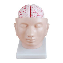 Human Brain Anatomy Model LifeSize with Nine Detachable Sections and Movable Cerebral Arteries