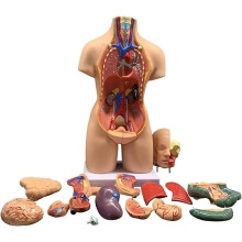 55cm Human Torso Anatomy Model with 23 Removable Organs for Classroom and Medical Education