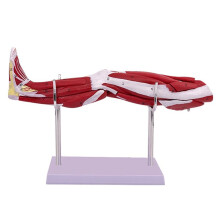 Model of Human Lower Limbs Leg Muscles Blood Vessels and Nerves Structure Model