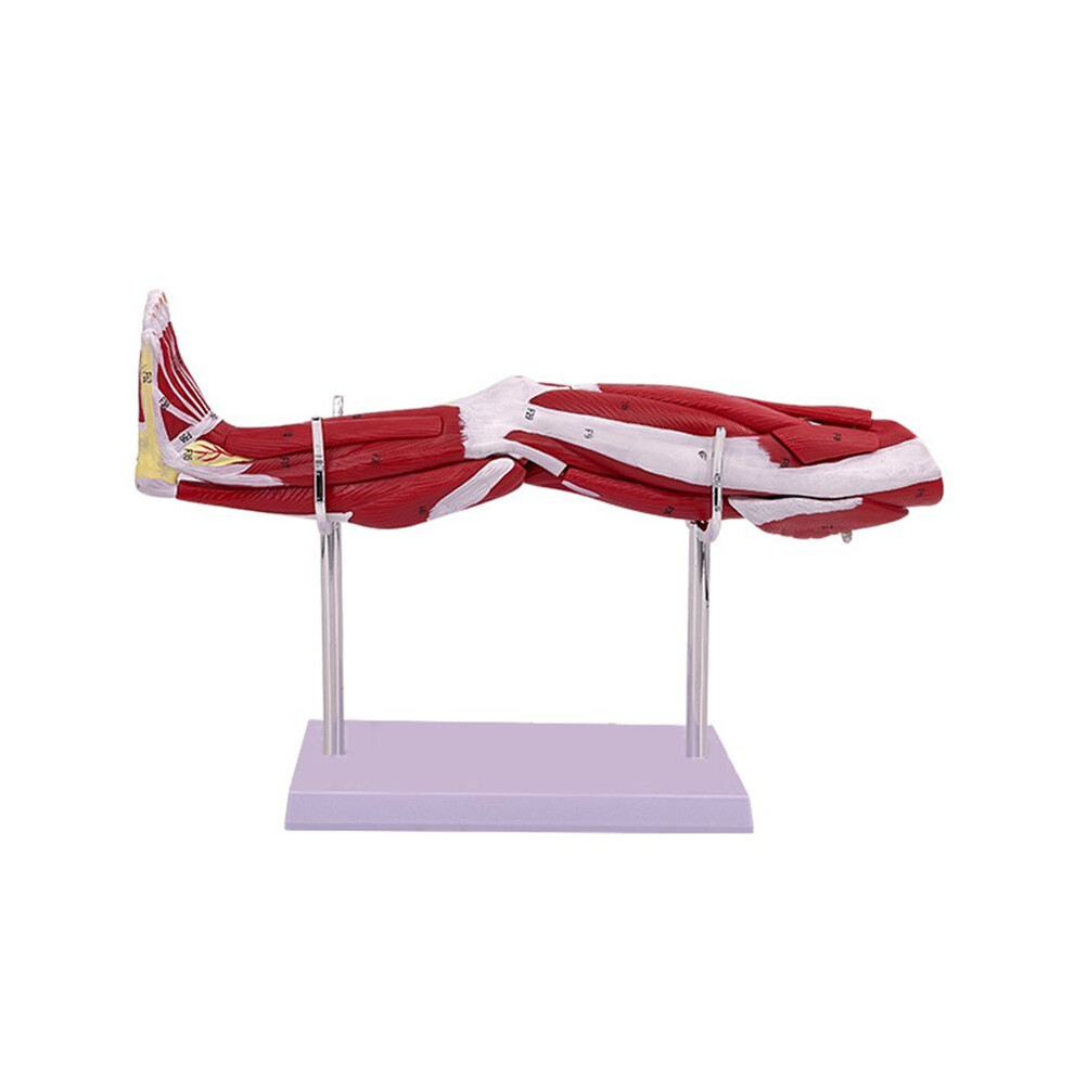 Unisex Model Of Human Lower Limbs Leg Muscles Blood Vessels And Nerves Structure Model