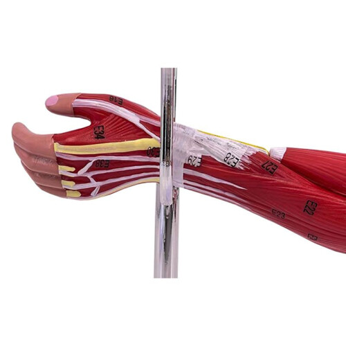 Model of Human Muscle Structure of Small Upper Limbs 2