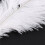 80 Pieces White Natural Ostrich Feather 20-25cm Wedding DIY 9