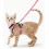 Adjustable Cat Harness, Reflective and Breathable, Chest Strap Support for Secure Walking 1
