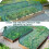 Foldable Plant Protector Cover Plant Greenhouse-M Black 2