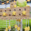 Parrots Perches Wood Stand Tabletops Training Bird-rectangle 6