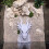 Genuine Western Dragon Sculpture accommodates Various-White S 6