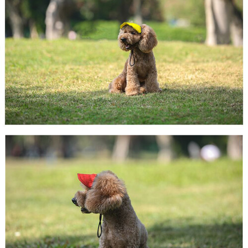 Chapeau de soleil pour chien à la mode, avec sangle-Bleu L 2