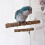 2PCS Wood Bird Perch Stand with Suction Cup Design For Parrots 7