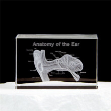 Modèle D'Organe Auriculaire 3D en Cristal Cadeaux Scientifiques pour L'Otologie Figurine en Verre Cristal Presse-Papier Statue D'Organe Humain A