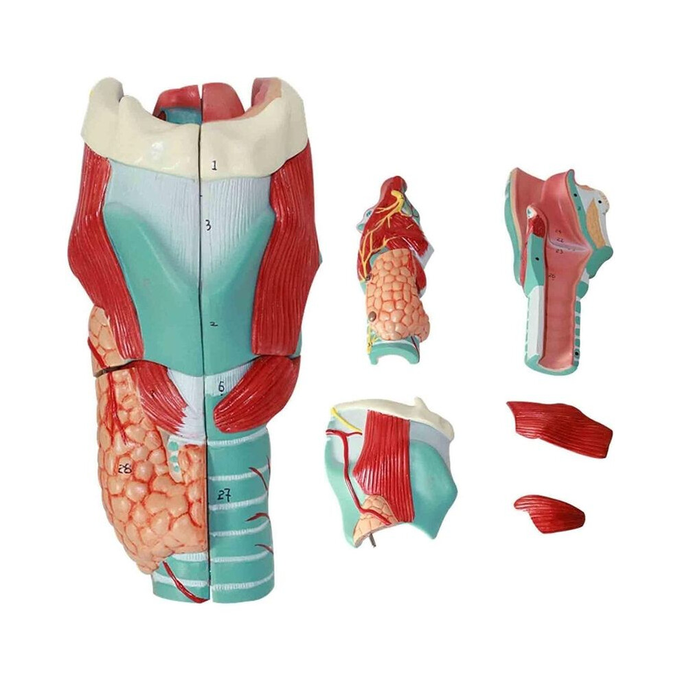 Human Laryngeal Anatomy Model, Enlarged Human Laryngeal Joint Simulation Model Medical-Anatomy For Scientific Teaching 6032603774686