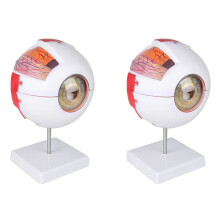 2X Modelo Anatômico Do Olho Modelo da Pálpebra Do Globo Ocular Desmontar Nervo Óptico Ampliado 6 Vezes para Ensino Especial Do Olho