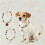 Durability Pet Collar Photography Ready Multiple Size Easy-L 2 7