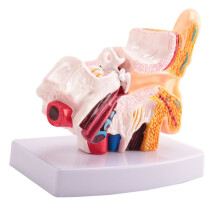 2X 1.5 Times Human Ear Anatomy Model Showing Organs Structure of the Central and External Ears Teaching Supplies