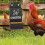 2 Pack Automatic Hanging Chicken Grit and Oyster Shell Feeder with Gravity Trough Design 3