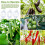 80pcs Tomato Hooks with String, Tomato Support Hooks, Tomato Holder Hooks & Plant Support Clips with 33.3ft Twine 4
