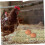 Pet Rest Mat with Comfortable Padded Surface for Rabbit Hutch, Chicken Nesting Box and Small Pets 5