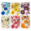 Pressed Flower Set For DIY Art Projects And Handmade-Yellow 2