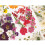 Pressed Flower Set For DIY Art Projects And Handmade-Yellow 7