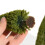 Building Model DIY Sand Table Material Model Landscape Tree Model 2