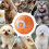 PetToys  Electric Automatic Jumping Rolling  Interactive Game Rechargeable Moving Puppy/Kitty Toy 5