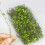 Artistic Tree Root Miniature Vine Sculpture Handmade Craft-A 7