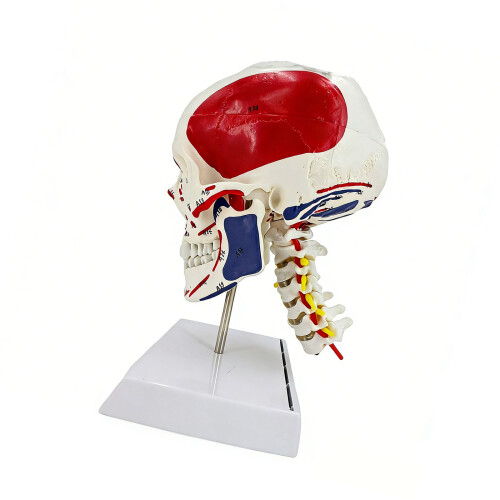 Complete Head And Neck Skeleton Model Perfect For Anatomy