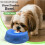 Pet Dining Tray Food Safe Suction Cup Slow Feed Container-Blue 3