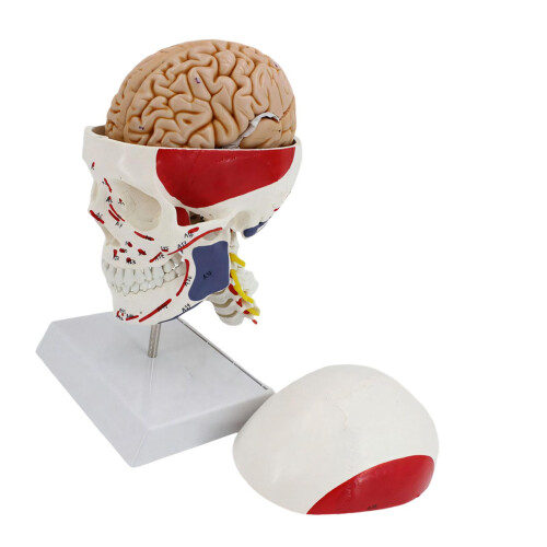 Sterk anatomisch hoofdmodel van PVC, perfect voor training en-1 1