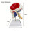 Anatomical Skull And Neck Model With Realistic Muscle Features 3