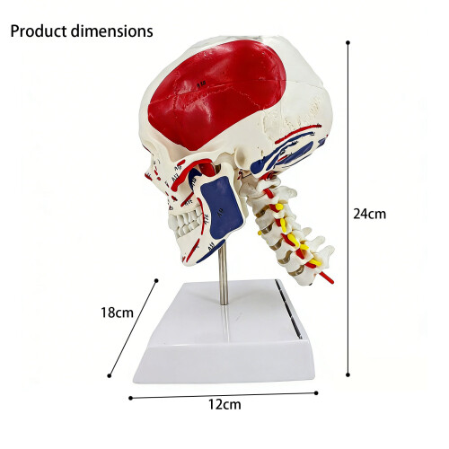 Anatomical Skull And Neck Model With Realistic Muscle Features 2