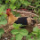 Single Strap Chicken Apron/Saddle, Feather Fix Protector for Poultry -Standard Size(Rose Red) 5