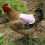 Single Strap Chicken Apron/Saddle, Feather Fix Protector for Poultry -Standard Size(Rose Red) 7