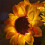 C Rechargeable Sunflower LED Simulation Night Light Table Lamp Simulation Flowers Decorative Desk Lamp 4
