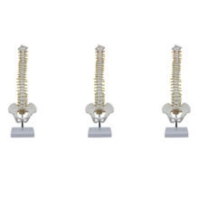 3st 45 cm Menselijke Wervelkolom met Bekken Model Menselijk Anatomisch Anatomie Wervelkolom Model Wervelkolom Model + Stand Flexibel