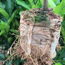 Bolsas de Cultivo de Vivero No Tejidas Biodegradables de 600 Piezas Bolsas de Cultivo de PláNtulas (3.94X4.72 Pulgada)