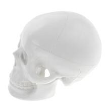 Mini Anatomical Skull Model Realistic Skull Model for Anatomy Demonstration Teaching Aid for Students and Decoration for Classroom or Desk