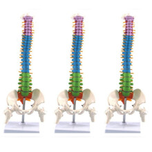 3Stück 45 cm mit Becken Menschliche Anatomie Wirbel Säule Medizinische Wirbel Säule Modell Lehr Mittel für Medizin Studenten