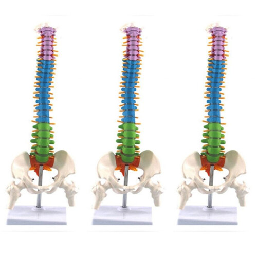3pcs 45cm with Pelvic Human Anatomical Anatomy Spine Spinal Column Model Teaching Resources for Students