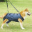 Hebegurt Altere Hunde  Adjustable Aid for Elderly or Weak Dogs 4