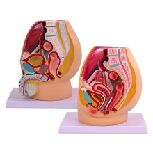 LifeSize Male and Female Pelvis Anatomy Model with Sagittal Section and Numbered Structure Labels