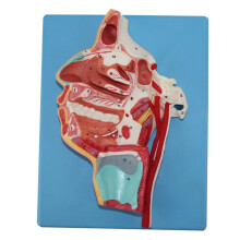 Human Head Anatomy Model with Oral Nasal Throat Lifesize Display and ColorCoded Cranial Nerves