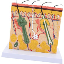Human Skin Anatomical Model 70X Magnified View Handpainted 3D Skin Layer with Detachable Design