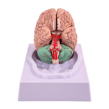 Life Size 8Part Human Brain Model with ColorCoded Anatomy and Display Base for Classroom Study