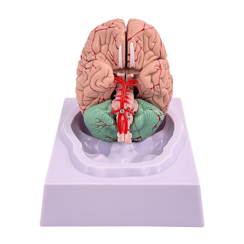 Life Size 8Part Human Brain Model with ColorCoded Anatomy and Display Base for Classroom Study