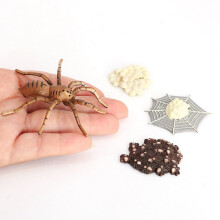 Spider Animal Life Cycle,Animals Growth Cycle Life Cycle Model,Insect Growth Cycle Model Educational Kids Toys A